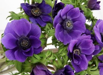 Anemone3