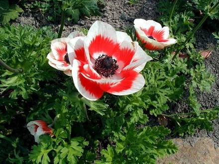 Anemone4
