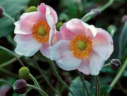 Anemone5