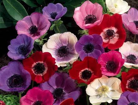 Anemone6