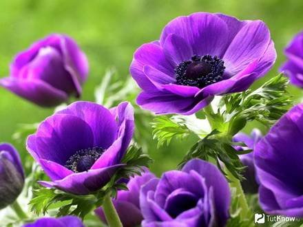 Anemone7