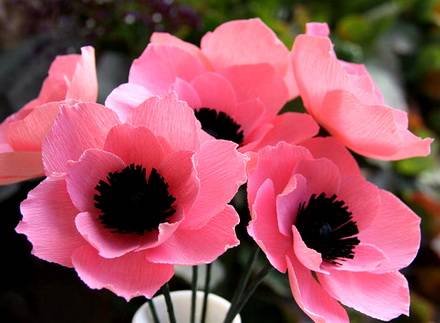 Anemone9