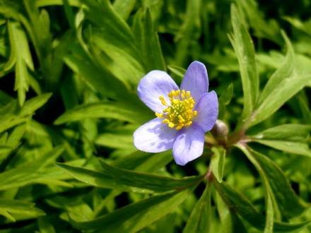 AnemoneCaerulea