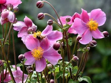 AnemoneHupehensis