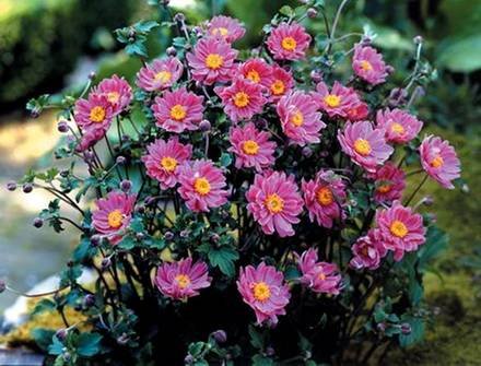 AnemoneHybrida