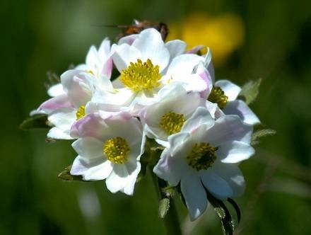 AnemoneNarcissiflora