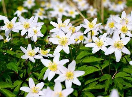AnemoneNemorosa