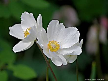AnemoneSylvestris