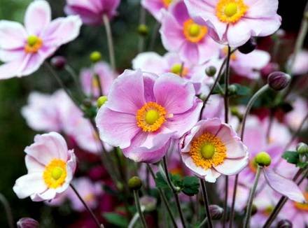 AnemoneTomentosa