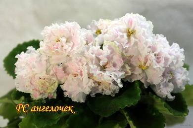 Ангелочек2