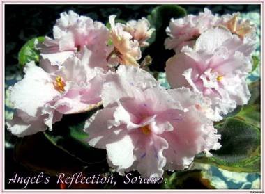 AngelsReflection3