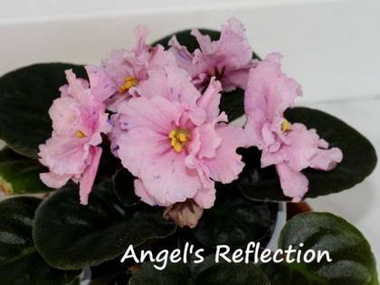 AngelsReflection7