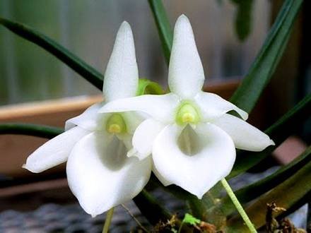 Angraecum