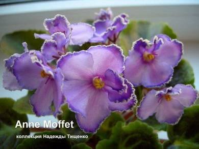 AnneMoffet2