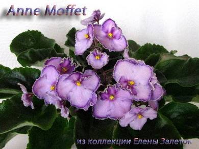 AnneMoffet3
