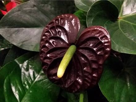 Anthurium3