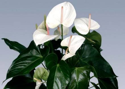 Anthurium4