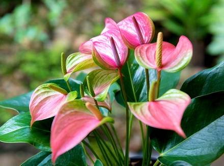 Anthurium6