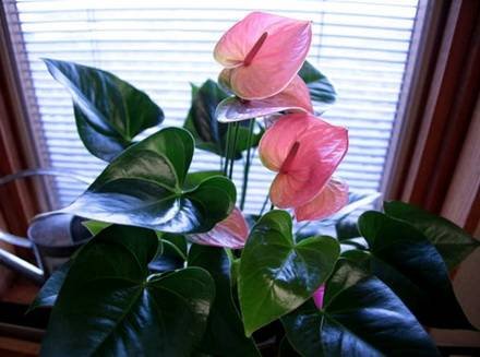 Anthurium8