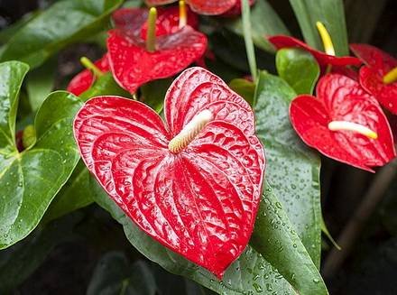Anthurium9