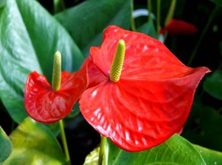 AnthuriumAndreanum2