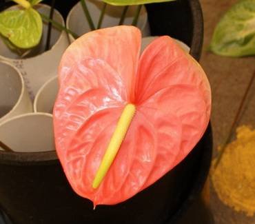 AnthuriumAnuenueCoral