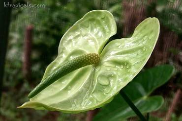 AnthuriumGreen