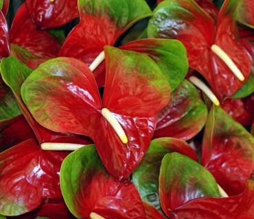 AnthuriumKalapanaObake
