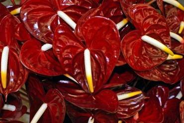 AnthuriumKozoharaRed