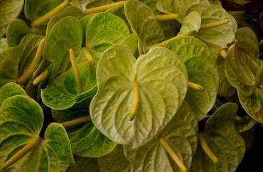 AnthuriumLimeGreen
