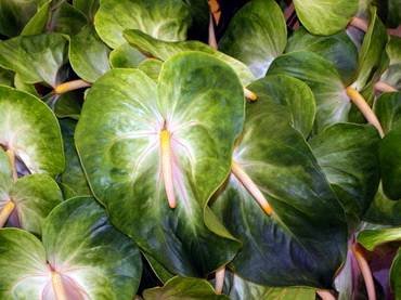 AnthuriumMaunaLoaObake