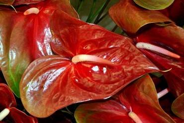 AnthuriumPeleRed