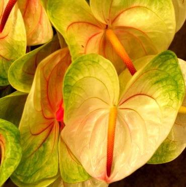 AnthuriumRainbowObake