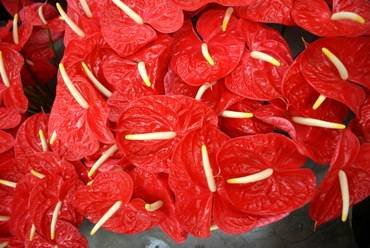 AnthuriumRed