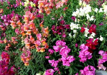 Antirrinum1