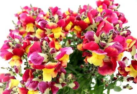 Antirrinum10