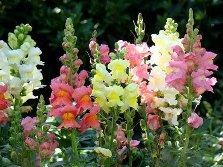 Antirrinum11