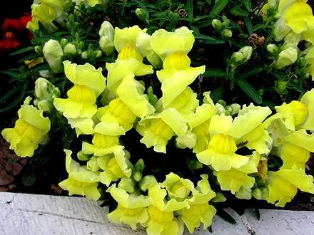Antirrinum12