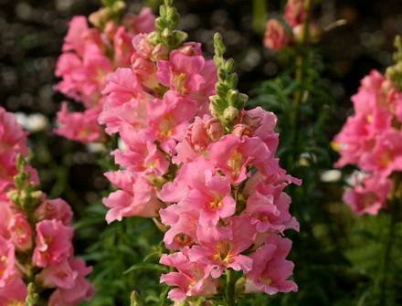 Antirrinum13