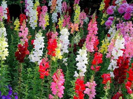 Antirrinum14