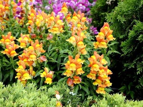 Antirrinum15