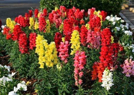 Antirrinum16