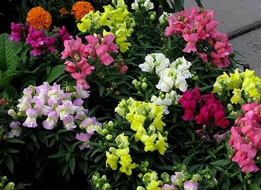 Antirrinum17