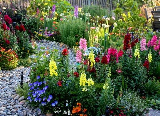 Antirrinum18