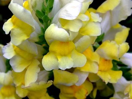 Antirrinum2