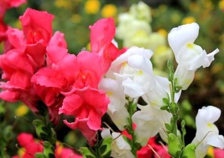 Antirrinum20