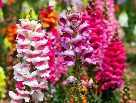 Antirrinum3