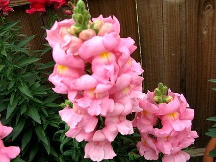 Antirrinum4