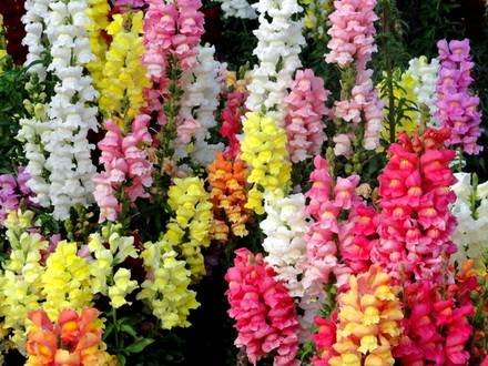Antirrinum5
