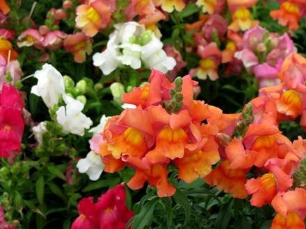 Antirrinum6